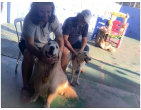 day care pet shop preço no Ipiranga