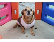 espaço para cães preço na Anália Franco