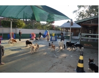 hospedagem de cachorro preço no Centro