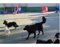 hospedagem de cachorros no Jardim América