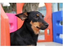 hospedagem de cães preço no Tatuapé