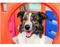 hospedagem de cão na Vila Sônia