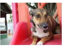 hotéis creche para cães na Freguesia do Ó