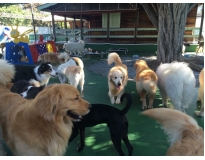 hotéis de cachorros no Jardins