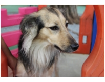 hotéis de cão no Jardim São Paulo