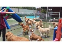 hotéis para cachorro na Vila Sônia