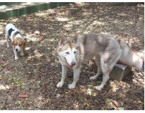 hotéis para cachorros no brooklin em São Domingos