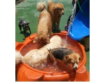 hotéis para cachorros sp em Santo Amaro