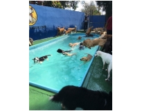 hotéis para cachorros Bom Clima