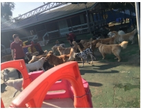 hotéis para pet no Bom Retiro