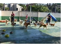 hotéis pra cachorros na Vila Prudente