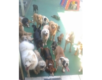 hotéis spa para cães no Campo Belo