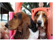 hotel creche de cães preço na Freguesia do Ó