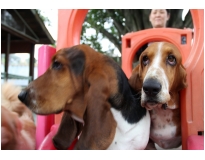 hotel creche de cães preço no Parque do Carmo