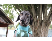 hotel creche de cão em São Mateus