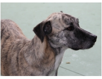 hotel creche para cães preço em Interlagos