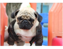 hotel creche para cães em Interlagos