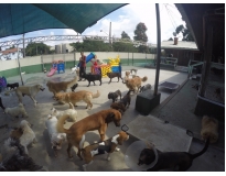 hotel de cachorro preço em José Bonifácio