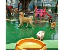 hotel de cachorro na Freguesia do Ó