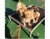 hotel para cachorro diária preço em Belém