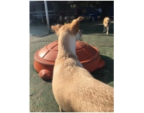 hotel para cachorro diária em Santo Amaro