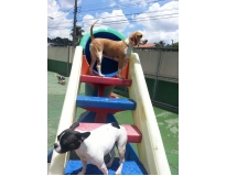 hotel para cachorro no brooklin preço Jardim Fortaleza