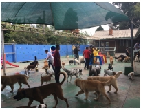 hotel para cachorro preço no Jardim São Luiz