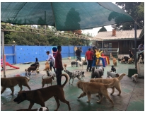 hotel para cachorro preço no Alto da Lapa