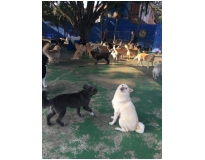 hotel para pet na Água Funda