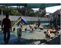 hotel pra cachorro preço no Ibirapuera