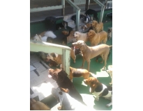 hotel spa para cães preço Jardim Aracília