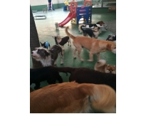 hotel spa para cães em Artur Alvim