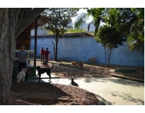 onde encontrar creche canina na Consolação