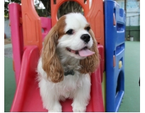 onde encontrar creche com day care para cachorro na Água Funda