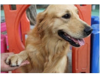 onde encontrar creche de animais na Luz