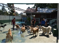 onde encontrar creche de cachorro na Vila Medeiros