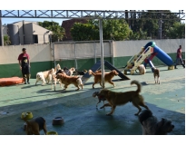 onde encontrar creche para cães na Saúde