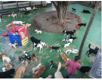 onde encontrar day care canino na Vila Maria