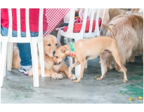 onde encontrar day care em animais Bosque Maia