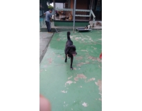 onde encontrar day care para cães Vila Augusta