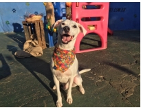 onde encontrar day care pet shop na Mooca