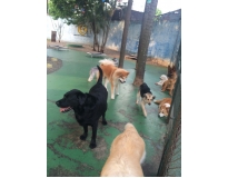 onde encontrar daycare para cachorro Vila Augusta