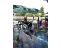 onde encontrar espaço com day care na Vila Medeiros