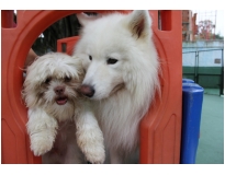 onde encontrar espaço para cães no Campo Belo