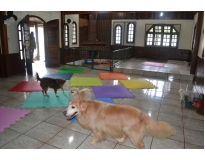 onde encontrar hospedagem de cachorro Vila Barros