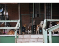 onde encontrar hospedagem de cães no Bom Retiro