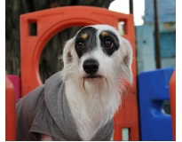 onde encontrar hotéis de cães em Santo Amaro