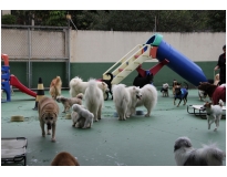 onde encontrar hotel creche de cães em José Bonifácio