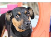 onde encontrar hotel creche para cães na Freguesia do Ó