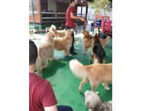 onde encontrar hotel de cachorro Jardim Fortaleza
